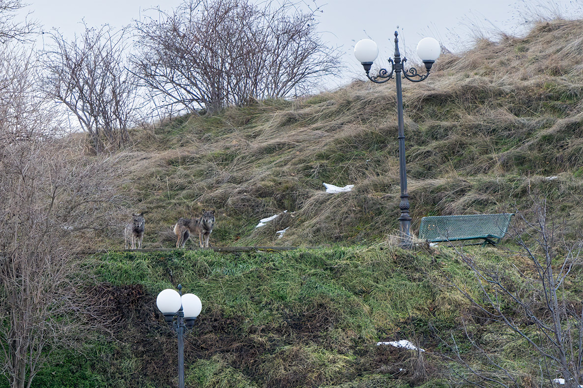 Due lupi osservati a distanza di sicurezza dai giardini di Aschi