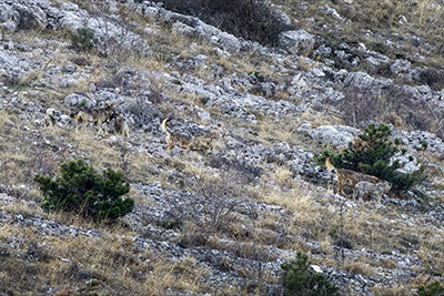 Miniatura: branco di sette lupi