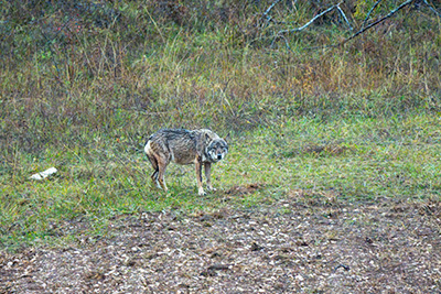 Miniatura: primo scatto di un lupo ad Aschi