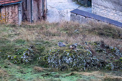 Miniatura: Kuka e Piccolina con una gazza ladra