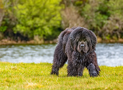 Miniatura: Coda - Il libro è dedicato a lui.