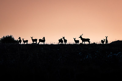 Miniatura: cervi in silhouette al tramonto