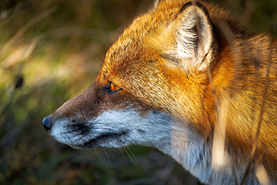 Miniatura: volpe al tramonto