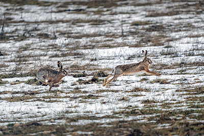 Miniatura: coppia di lepri ad Aschi