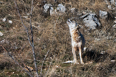 Miniatura: giovane lupo che ulula