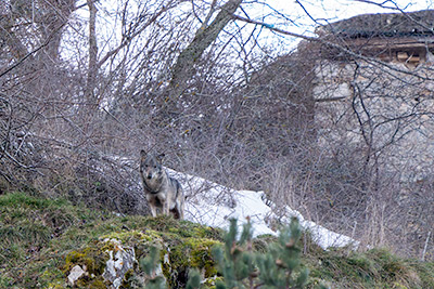 Miniatura: occhi negli occhi con Kuka