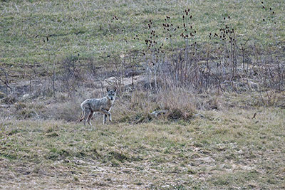 Miniatura: Piccolina al tramonto