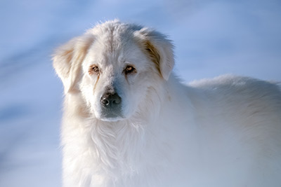Miniatura: Pastore Maremmano-Abruzzese in guardia