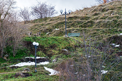 Miniatura: lupi al parco, senza umani