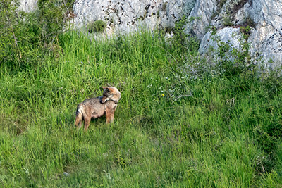 Miniatura: Kuka mentre aspetta Volk