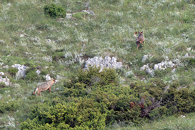 Miniatura: Volk marca il territorio, Kuka segue