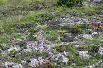 Miniatura: cervo mette in fuga Kuka e Volk