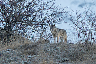 Miniatura: occhi negli occhi con Kuka