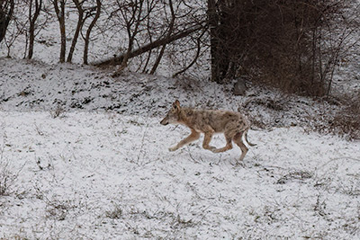 Miniatura: giovane lupo su campo innevato