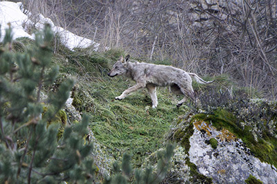Miniatura: giovane lupa con la rogna