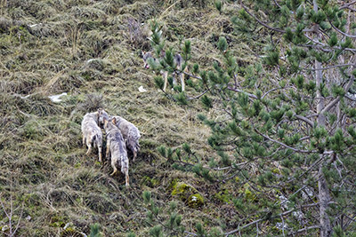 Miniatura: tre giovani lupi con la rogna
