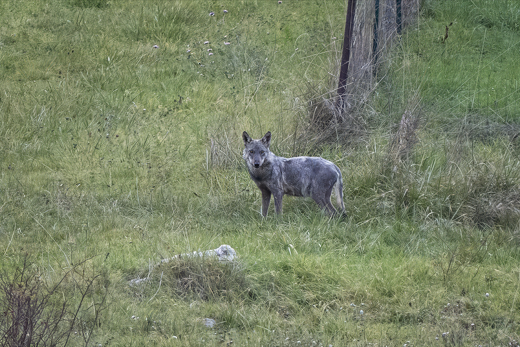 Incontro con Piccolina, uno dei protagonisti della storia