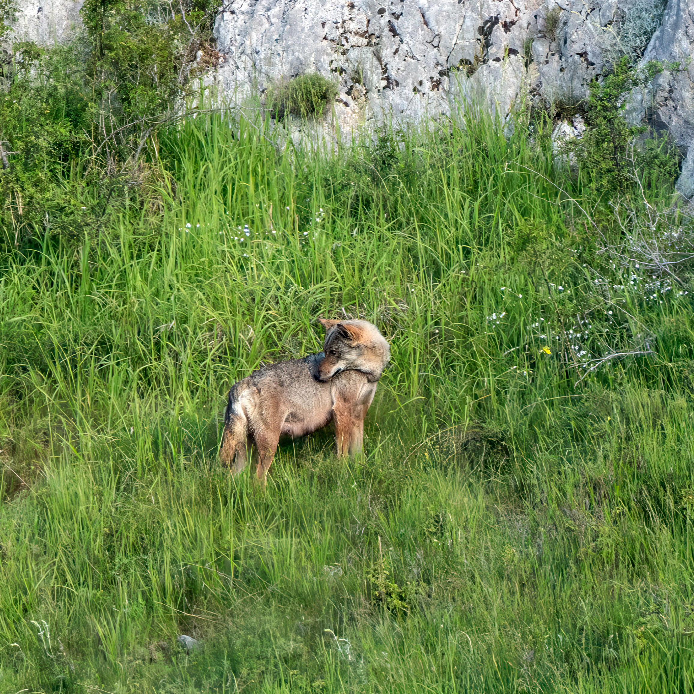 Kuka, femmina del branco di Aschi