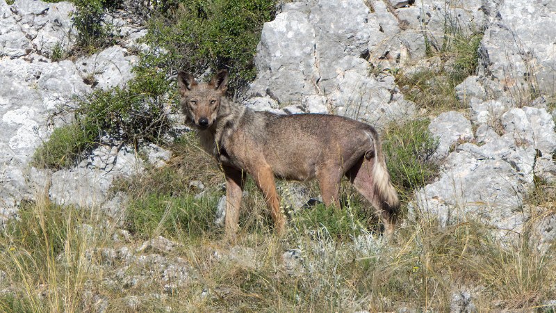 Lupo selvatico nel territorio di Aschi