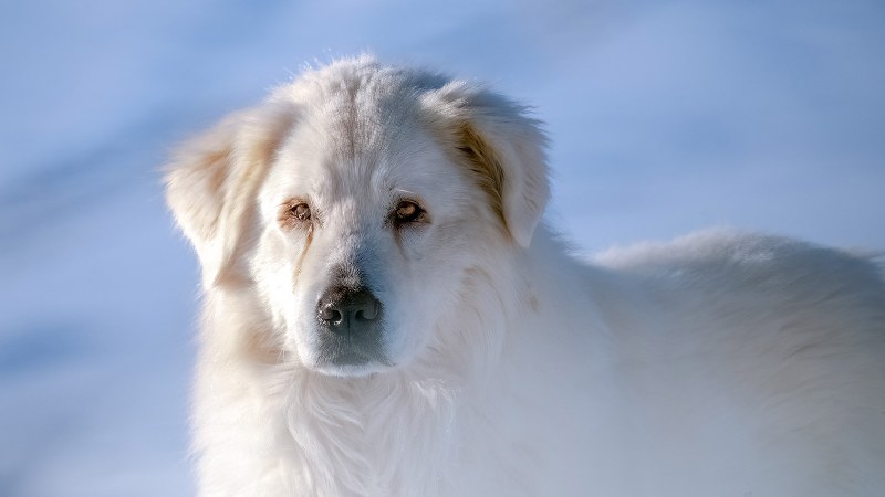 Cane da pastore abruzzese