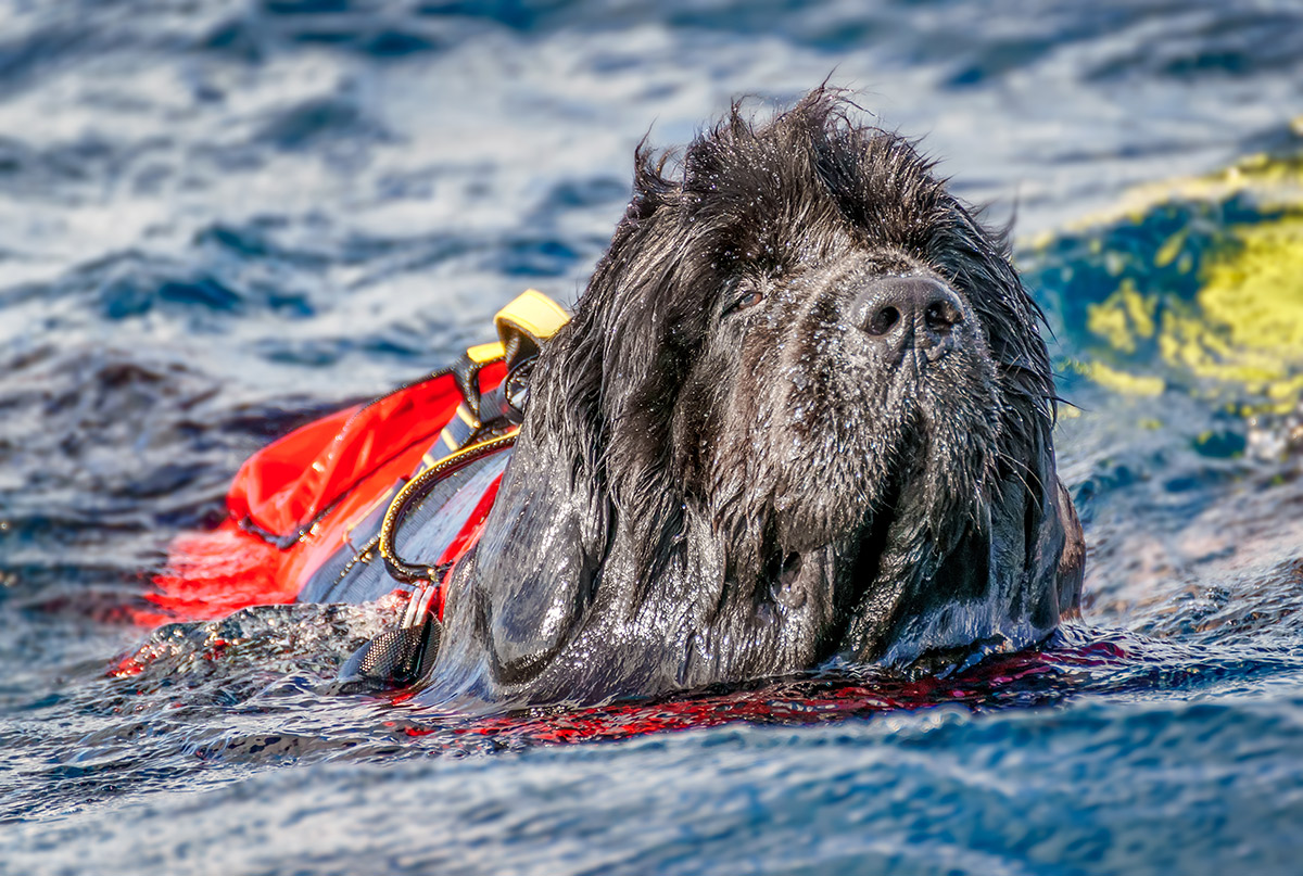Coda in mezzo all'oceano durante una uscita in barca alle Azzorre