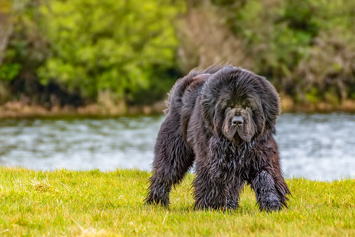 Coda orso