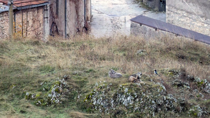 Aschi diventa “il paese dei lupi”