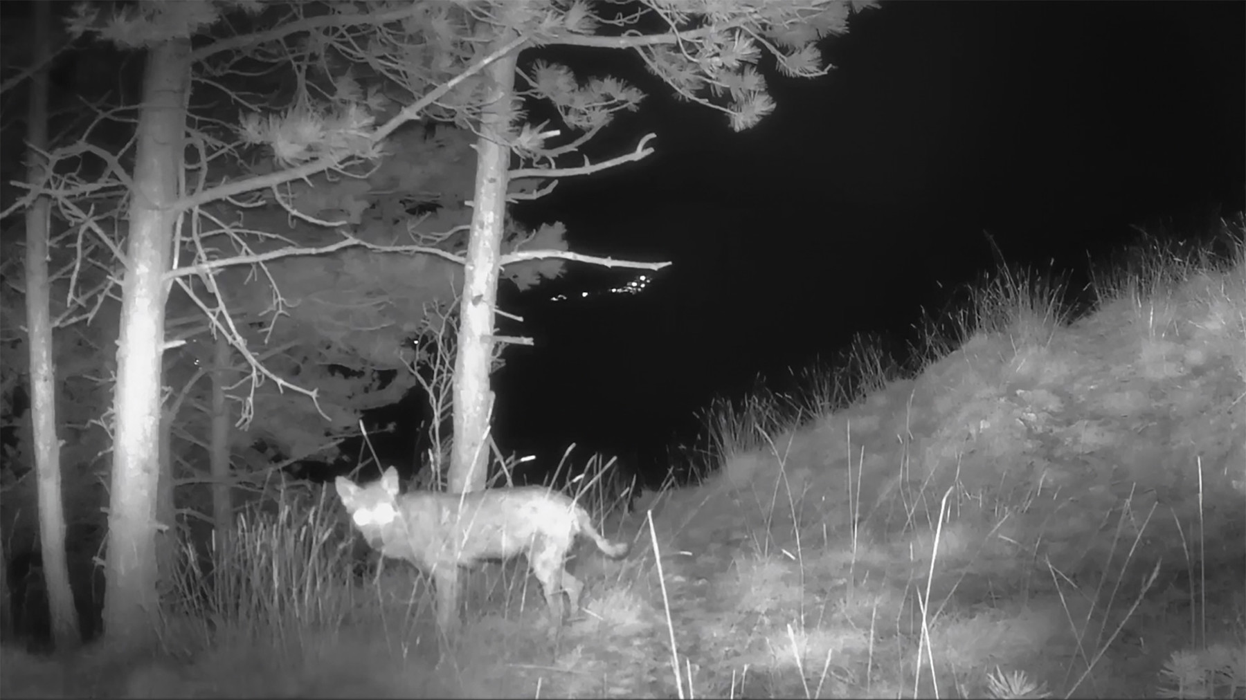 Piccolina, giovane lupa con la rogna, ripresa da una fototrappola in un bosco vicino ad Aschi